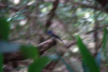 Black-naped Monarch 関渡自然公園 Tue, 5/16/2023