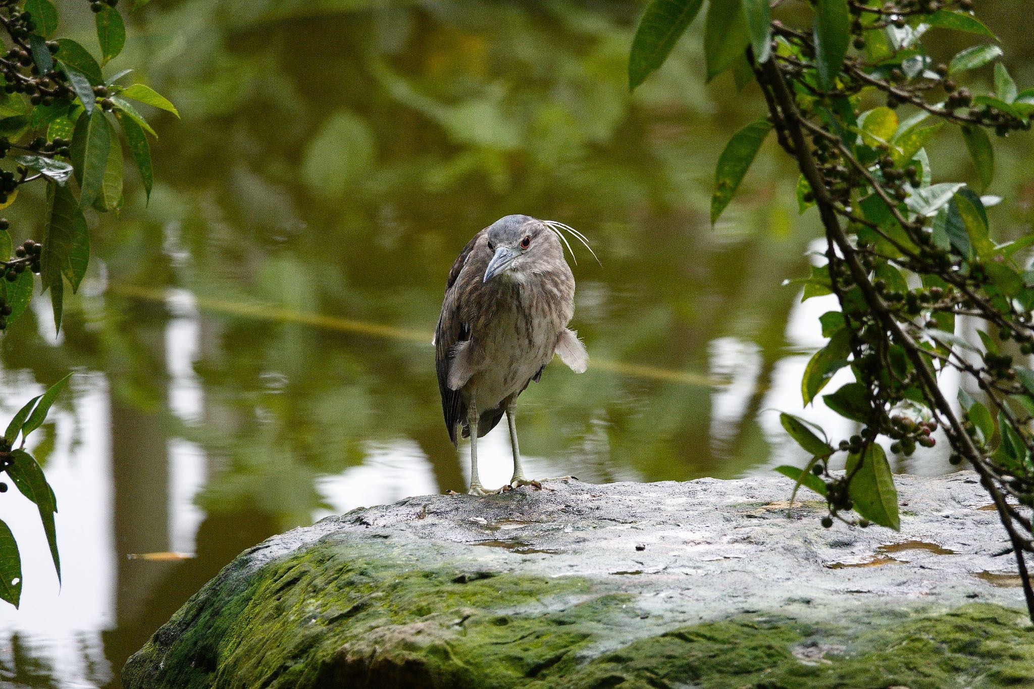 Black-crowned Night Heron