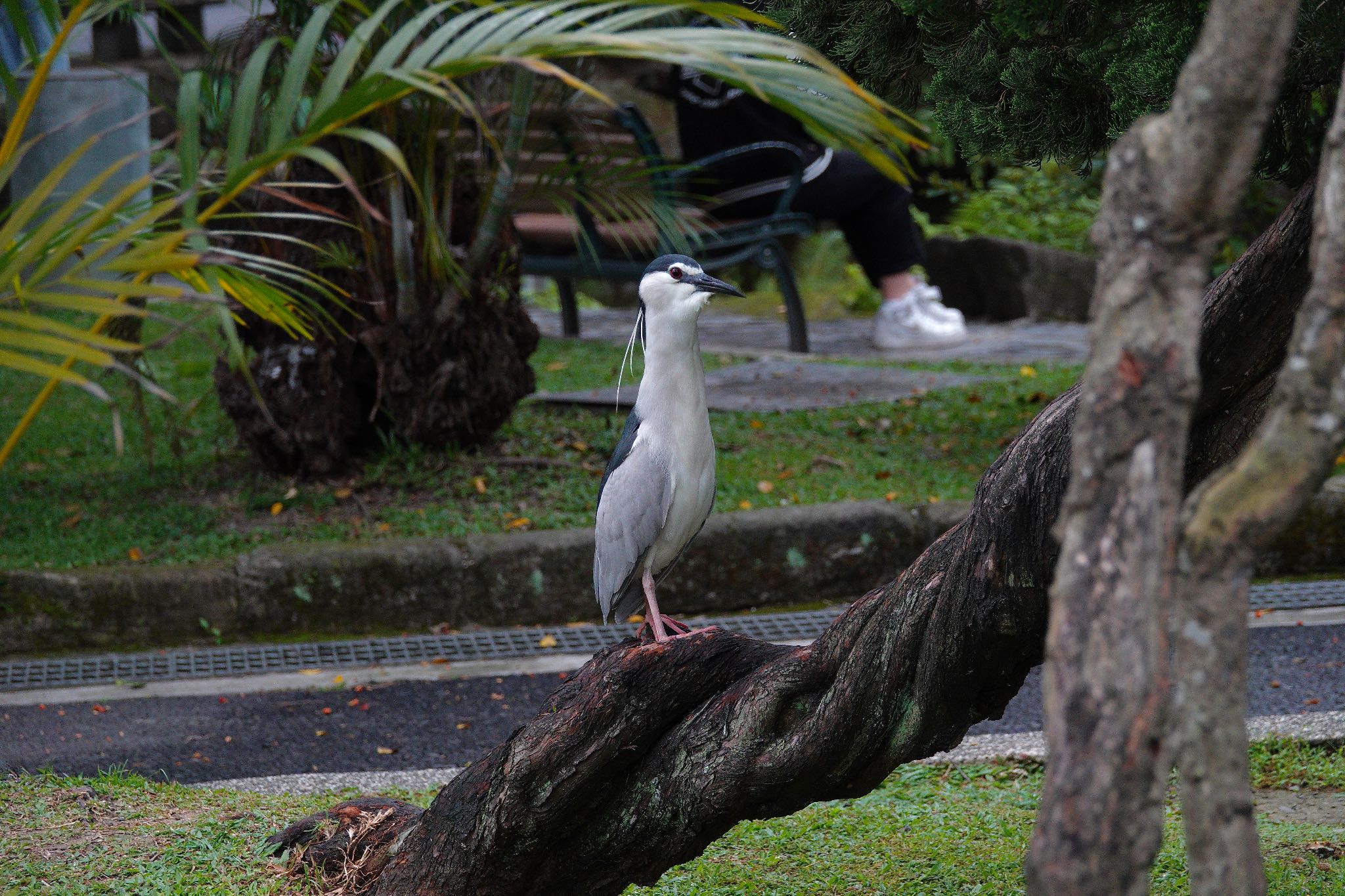 二二八和平公園(台湾) ゴイサギの写真