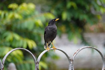 Javan Myna 二二八和平公園(台湾) Sat, 5/13/2023