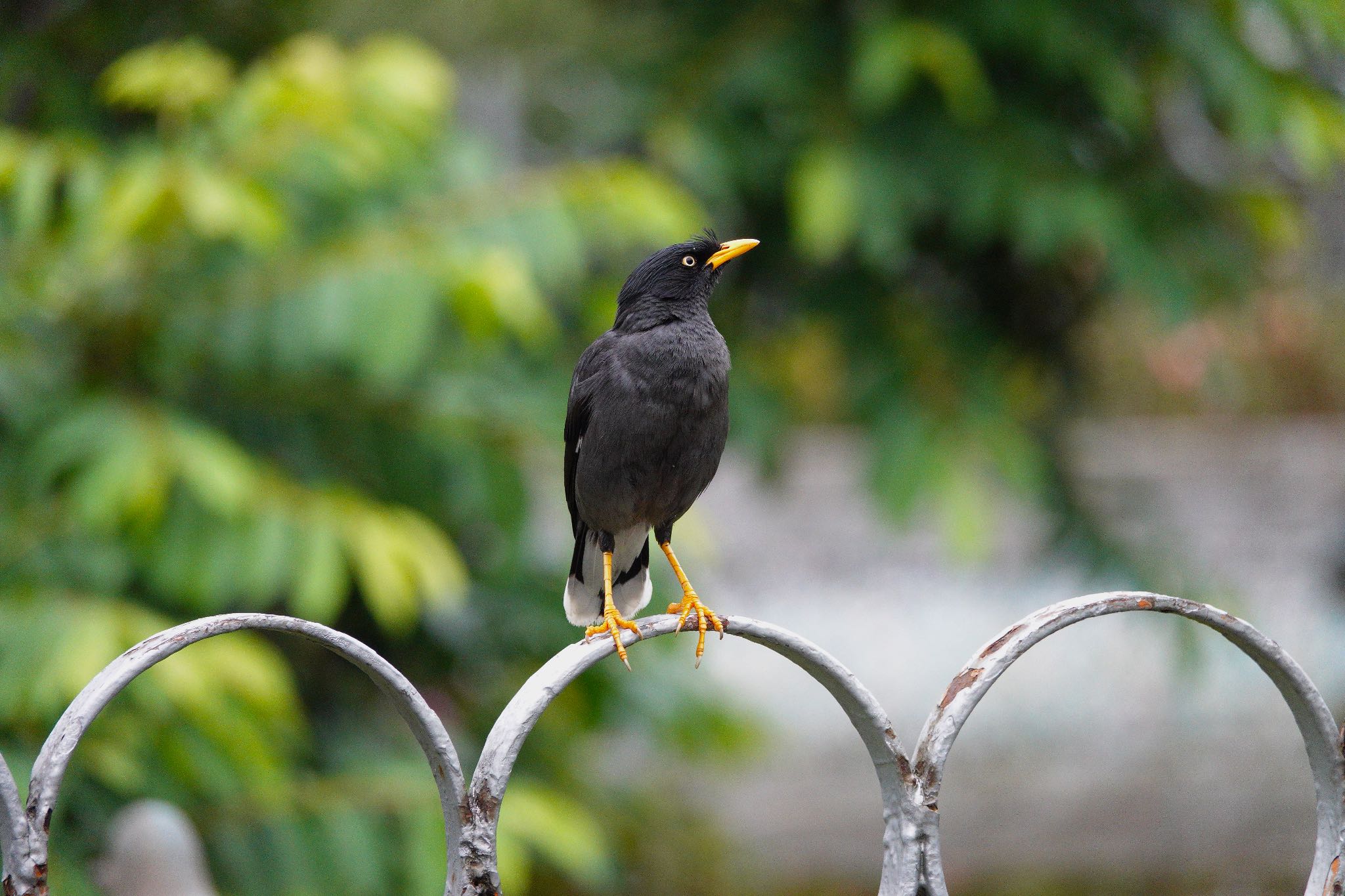 Photo of Javan Myna at 二二八和平公園(台湾) by のどか