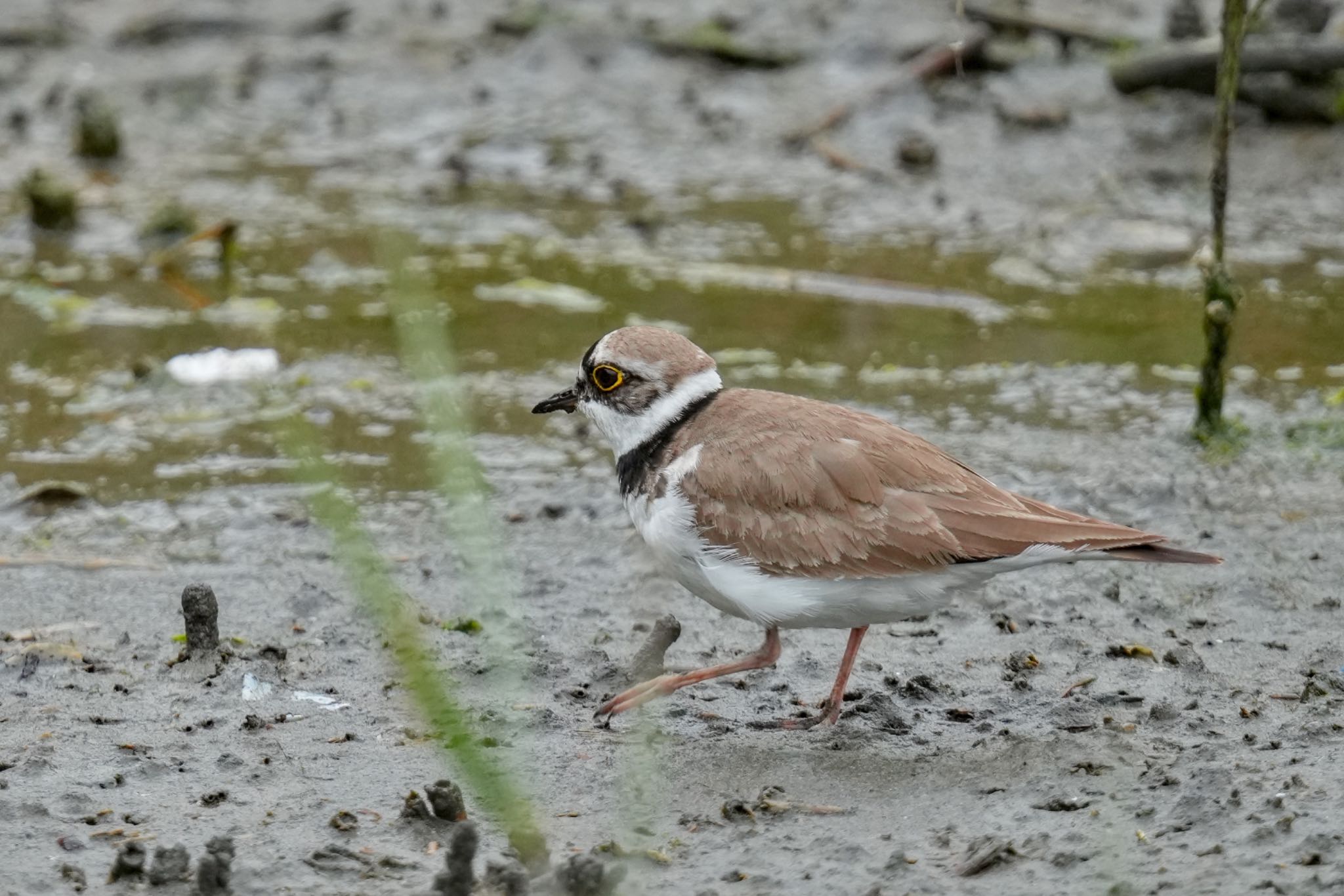 Photo of Little Ringed Plover at Tokyo Port Wild Bird Park by アポちん