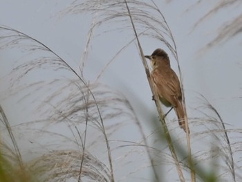 2023年6月12日(月) 熊本新港の野鳥観察記録