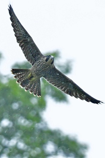 ハヤブサ 青葉山公園 2023年6月11日(日)