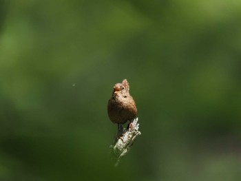 Eurasian Wren 奥日光 Mon, 6/5/2023