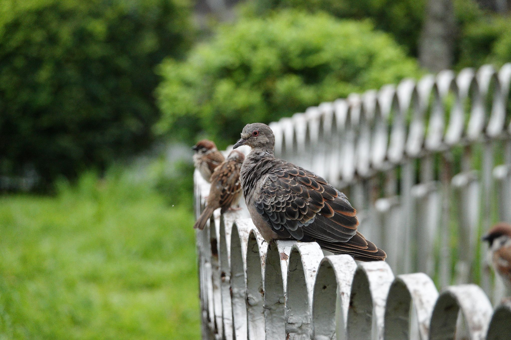 二二八和平公園(台湾) キジバトの写真