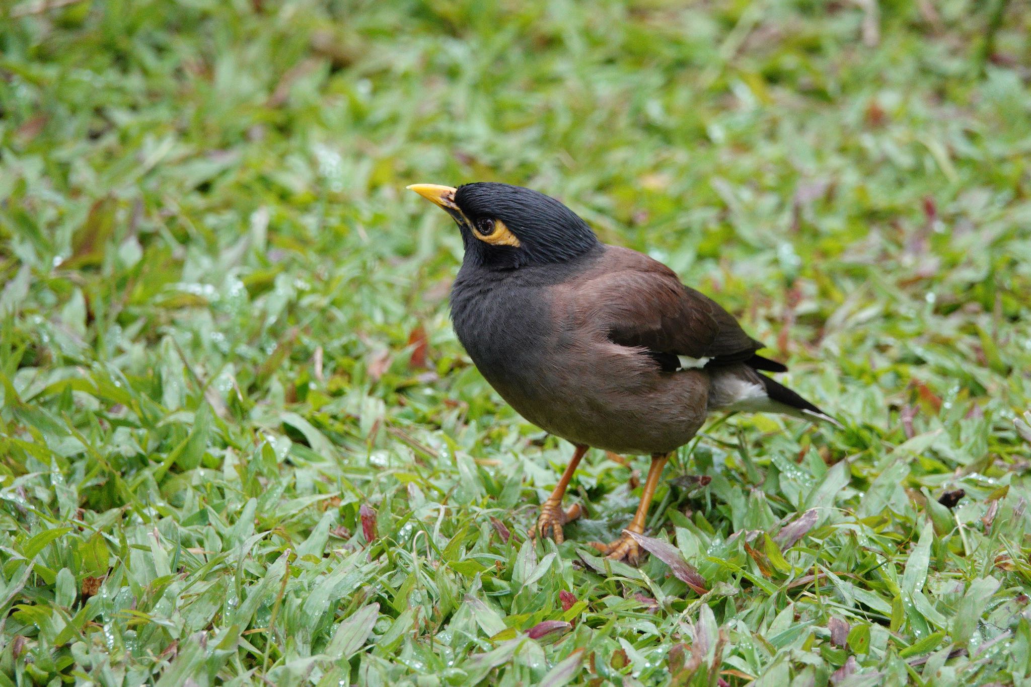 二二八和平公園(台湾) インドハッカの写真