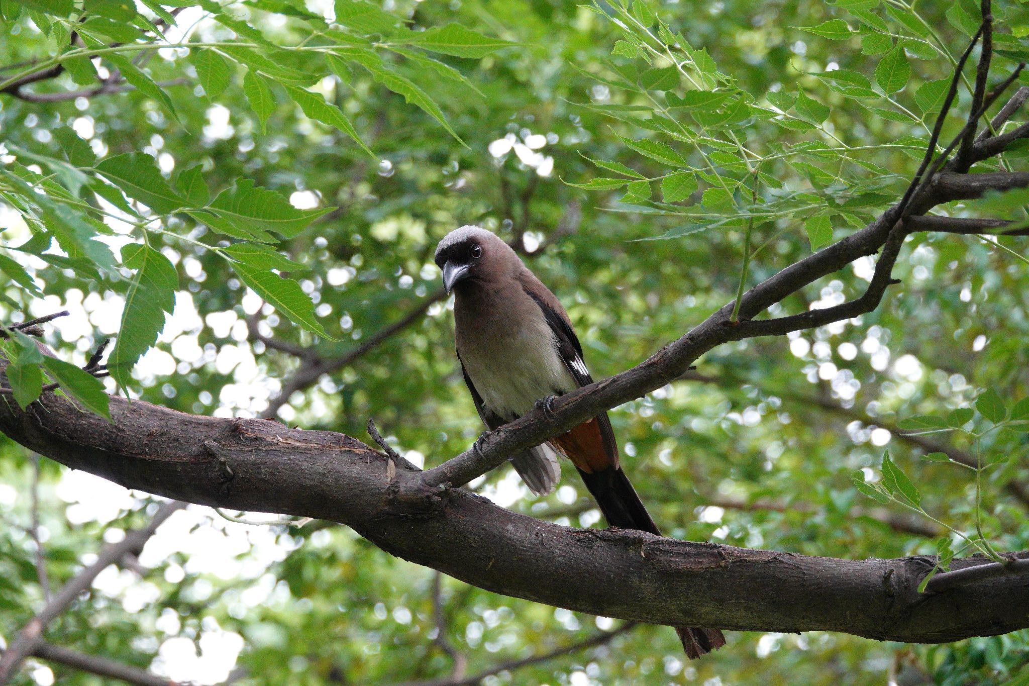 Photo of Grey Treepie at 二二八和平公園(台湾) by のどか