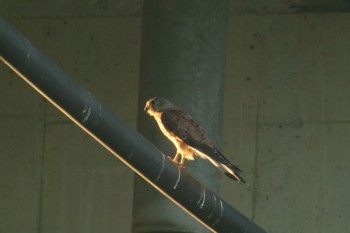 Common Kestrel 和歌山市紀の川 Sat, 7/21/2018