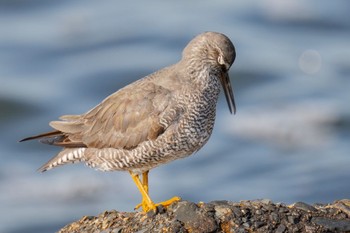 Wandering Tattler 日の出三番瀬沿い緑道 Sat, 5/27/2023