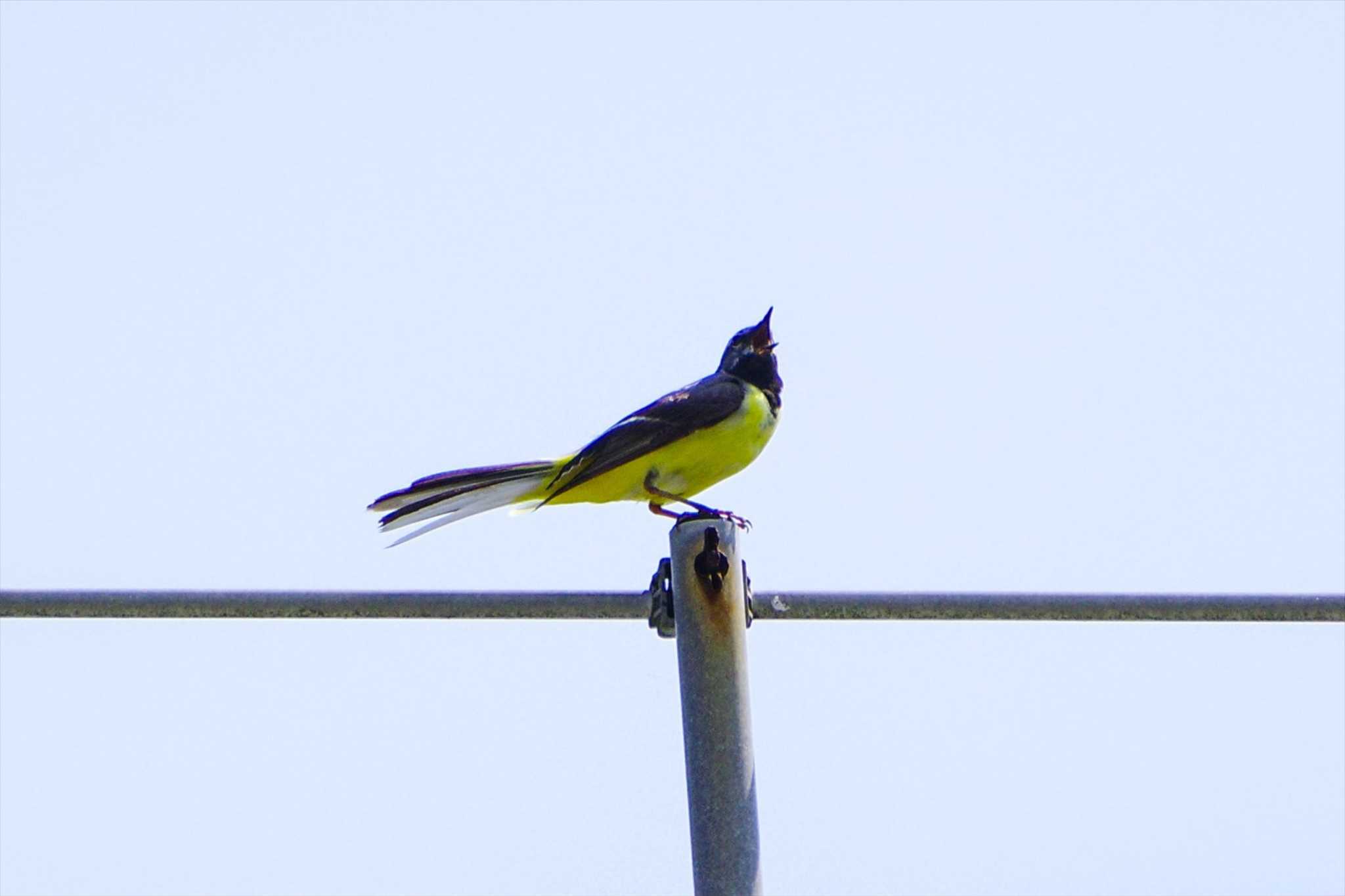 Grey Wagtail