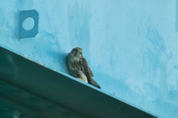 Common Kestrel 和歌山市紀の川 Sat, 7/21/2018