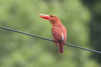 Ruddy Kingfisher Unknown Spots Mon, 6/12/2023