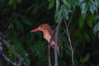 Ruddy Kingfisher Unknown Spots Mon, 6/12/2023