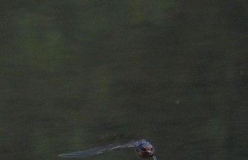 2023年6月12日(月) 恩智川治水緑地の野鳥観察記録