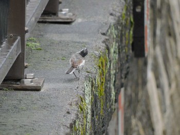 ハクセキレイ 平和の森公園、妙正寺川 2023年6月12日(月)