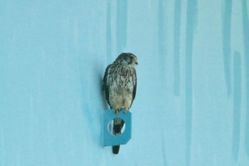 Common Kestrel 和歌山市紀の川 Sat, 7/21/2018