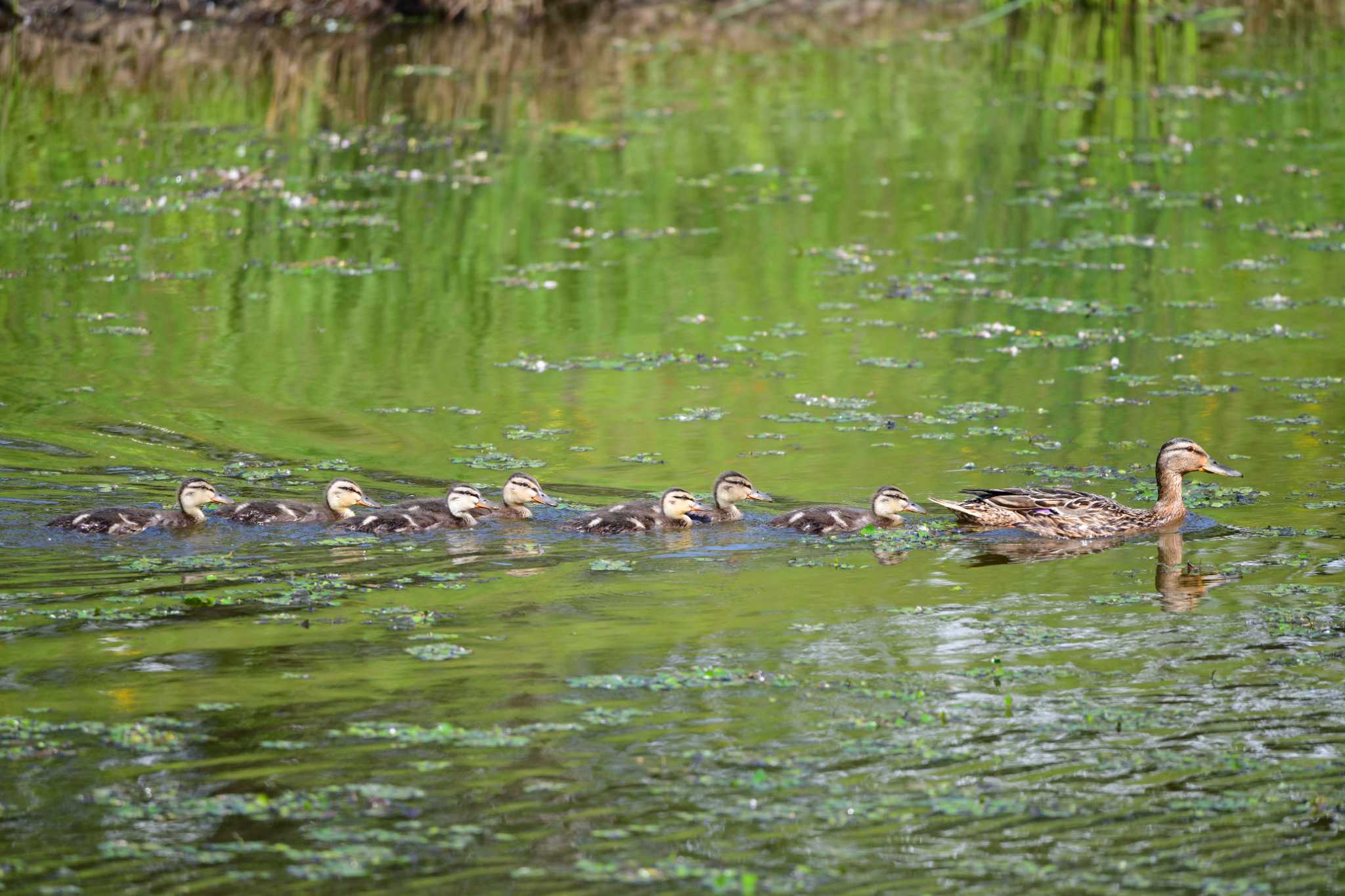 モエレ沼公園札幌 マガモの写真