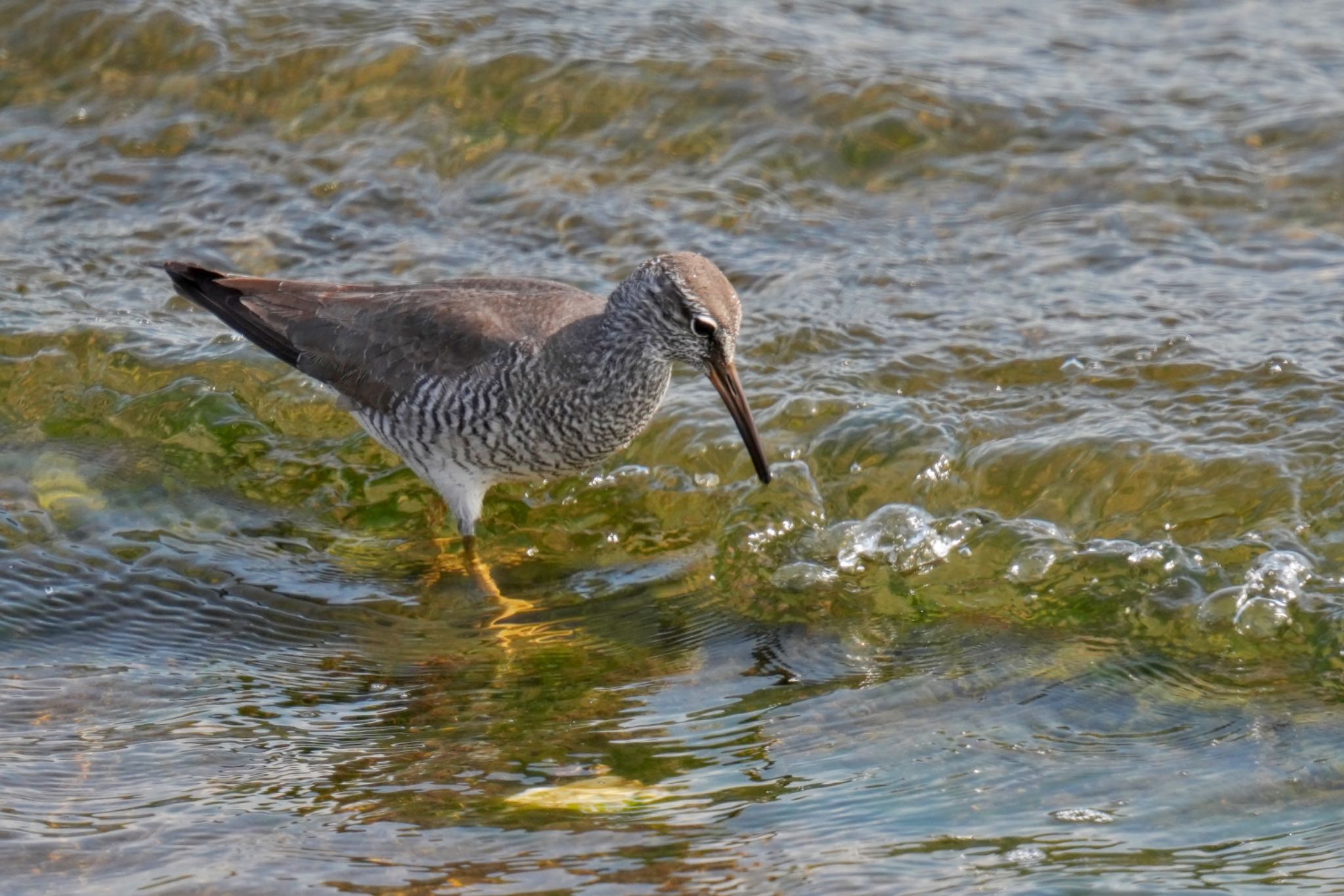 Photo of Wandering Tattler at 日の出三番瀬沿い緑道 by アポちん