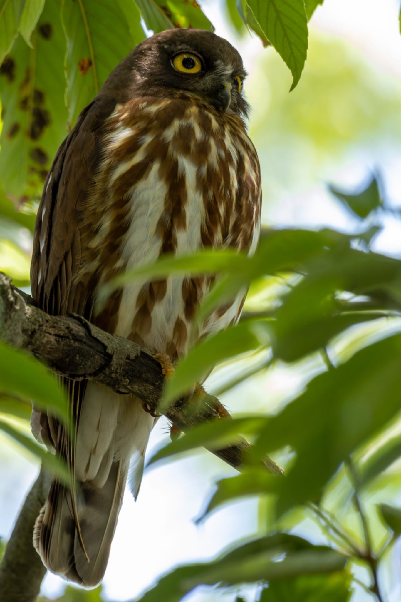  アオバズクの写真