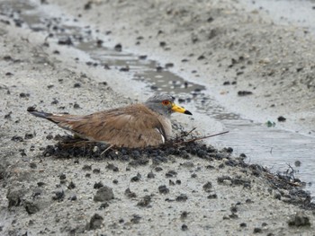 Grey-headed Lapwing Gonushi Coast Mon, 6/12/2023