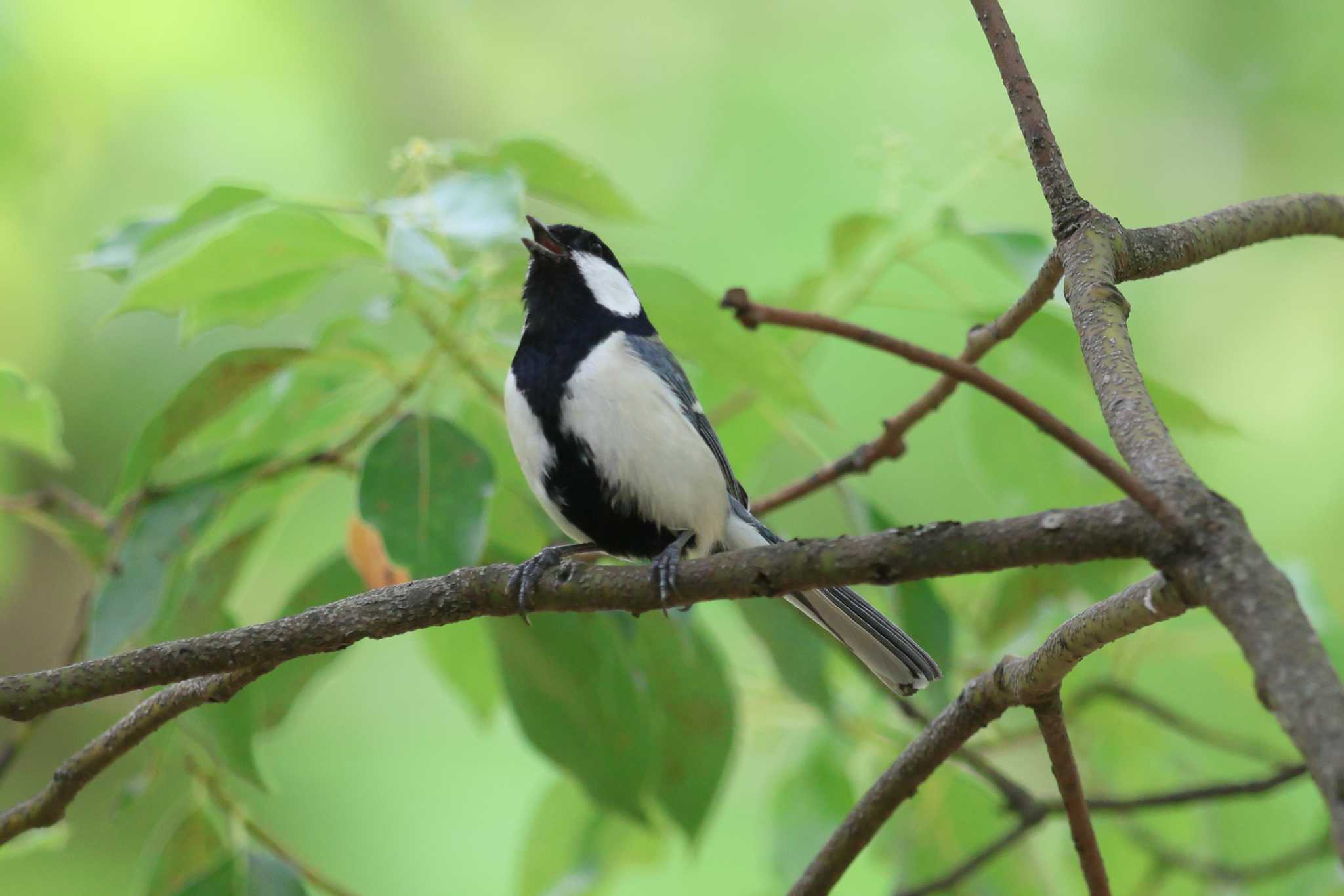 大阪城公園のシジュウカラ