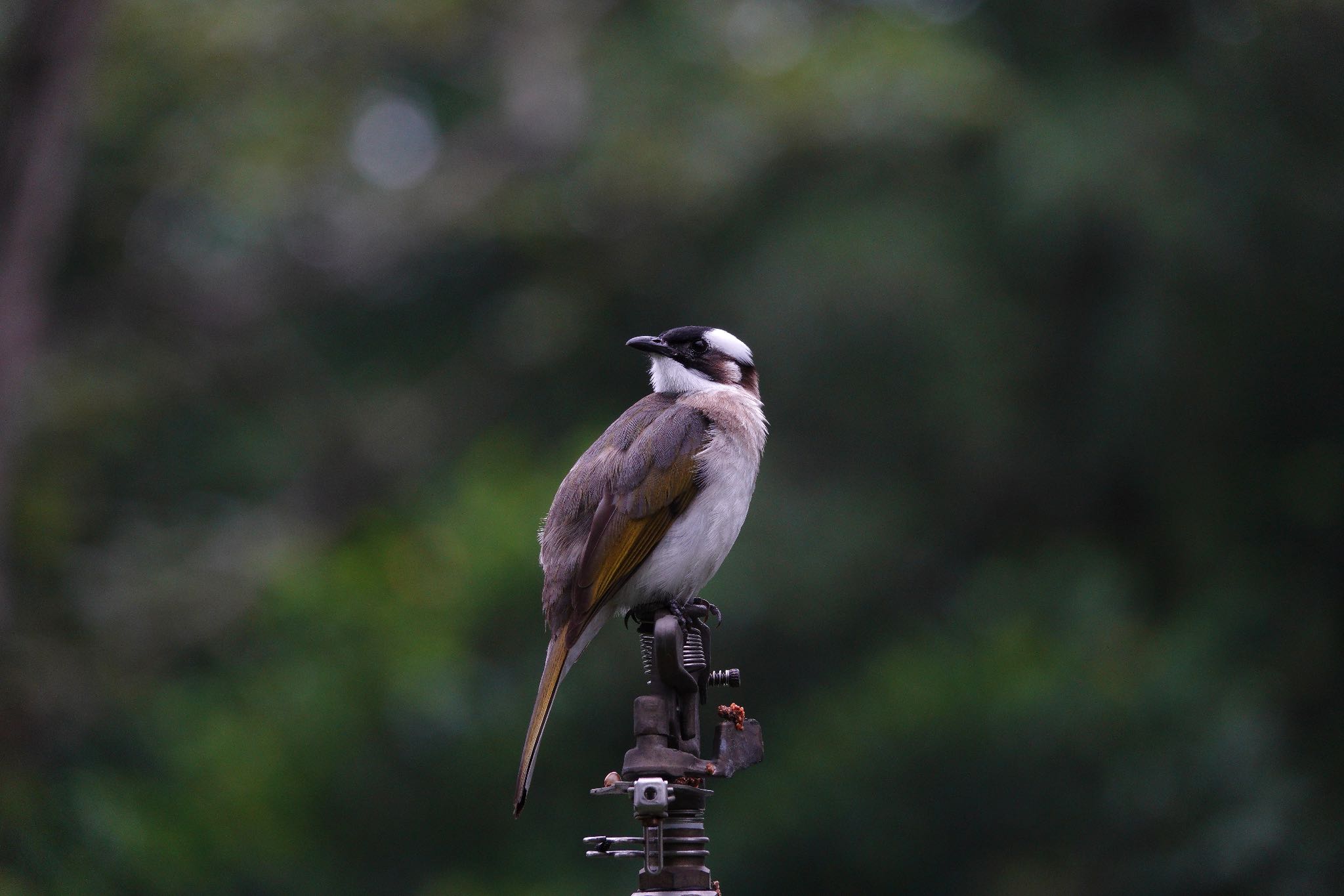 Light-vented Bulbul