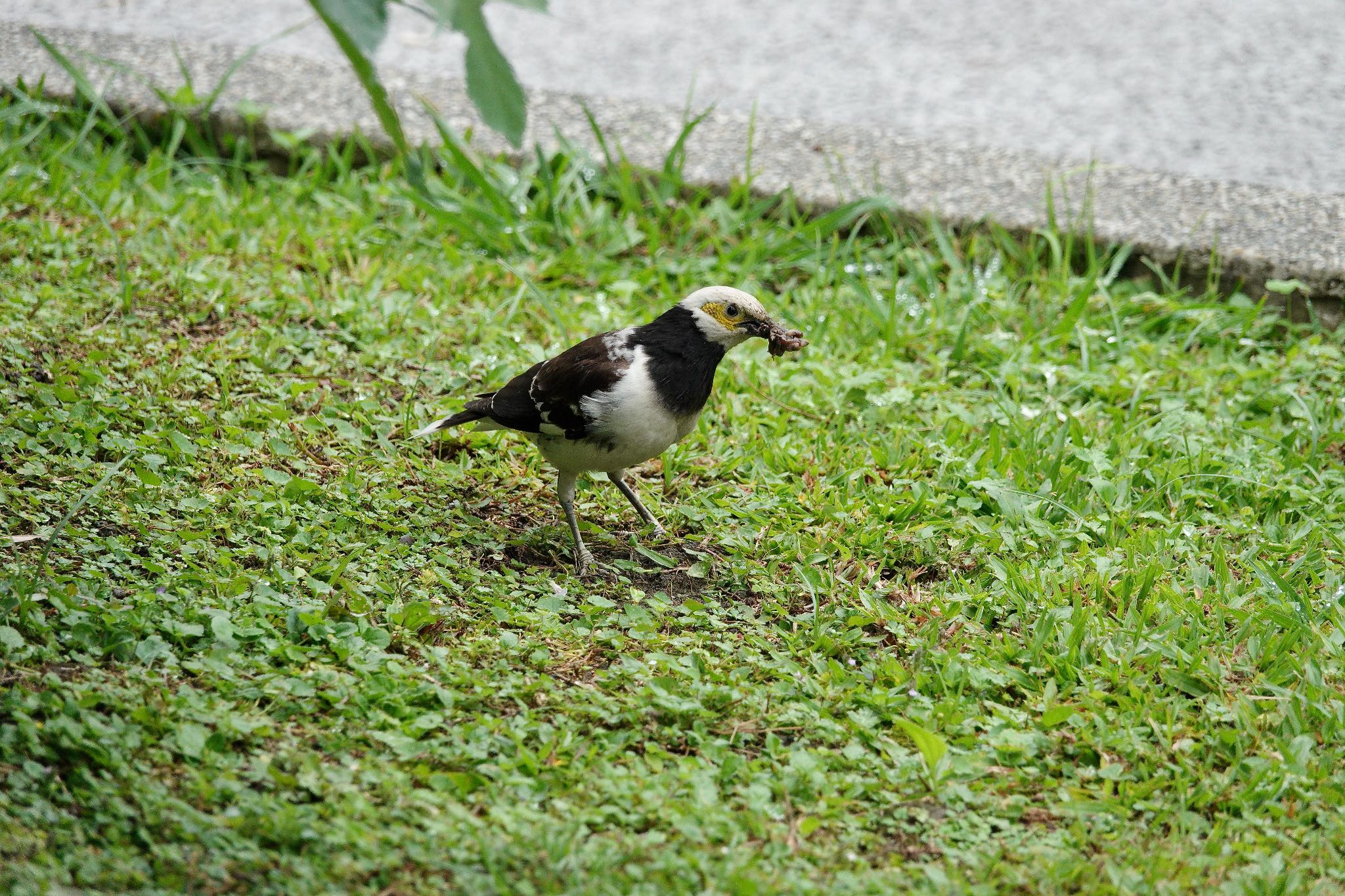 Black-collared Starling