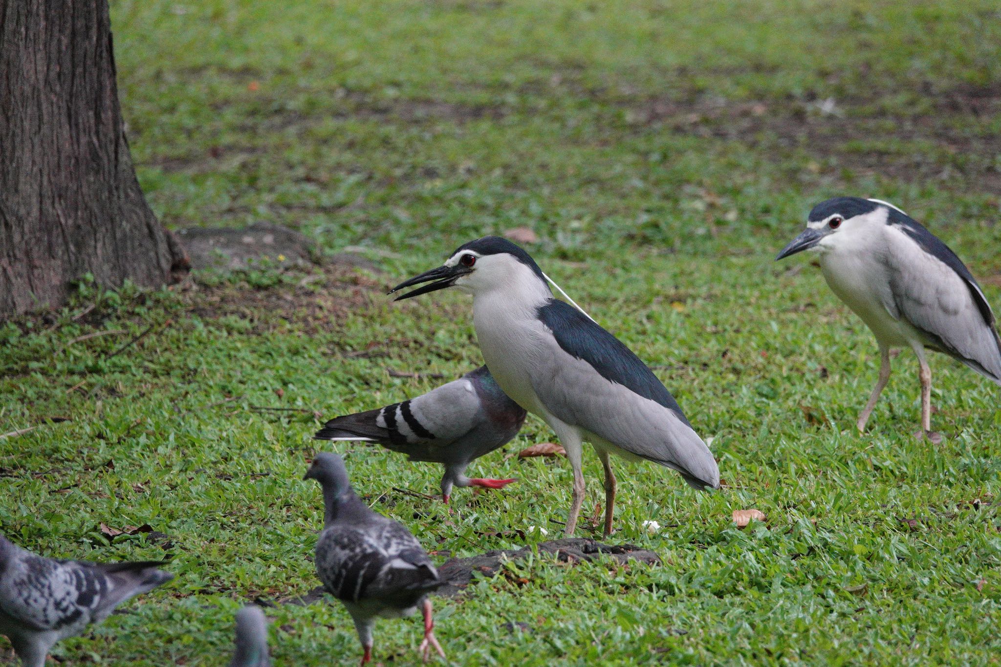 二二八和平公園(台湾) ゴイサギの写真