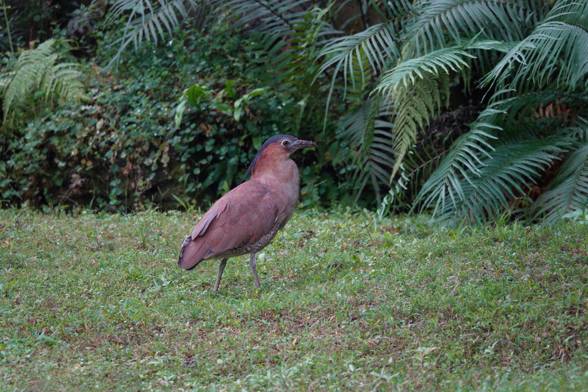 Malayan Night Heron