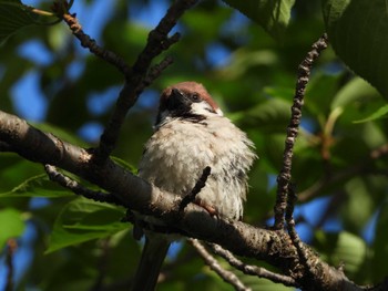 Sat, 6/3/2023 Birding report at Shinobazunoike