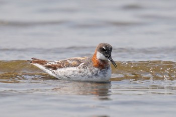 アカエリヒレアシシギ ふなばし三番瀬海浜公園 2023年5月27日(土)