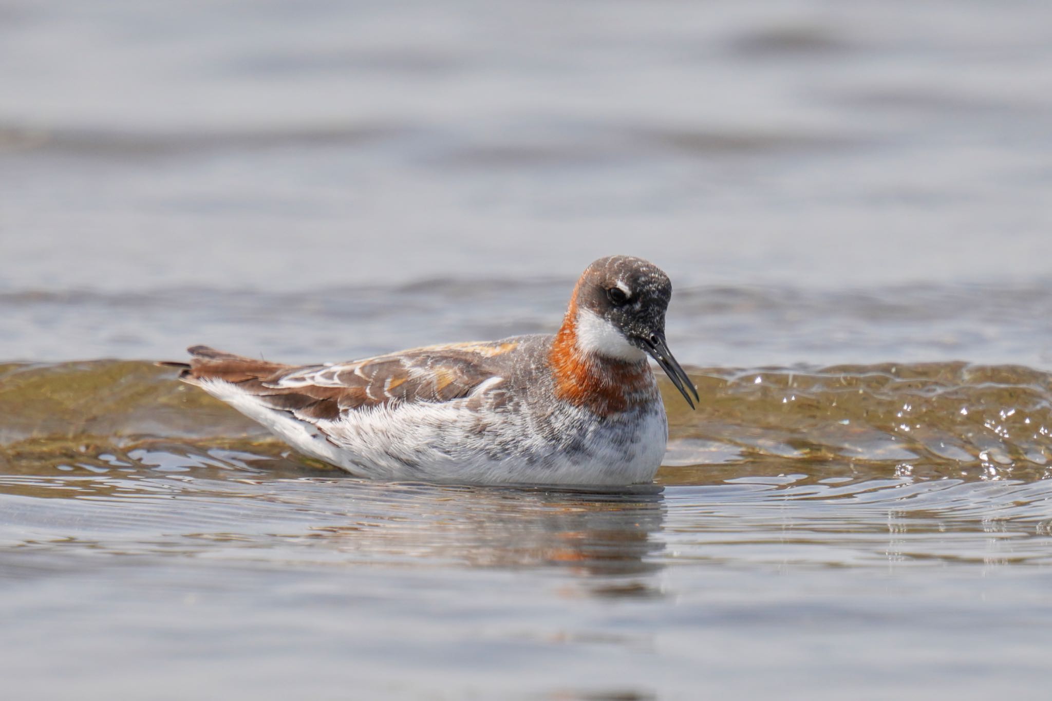 Photo of Red-necked Phalarope at Sambanze Tideland by アポちん