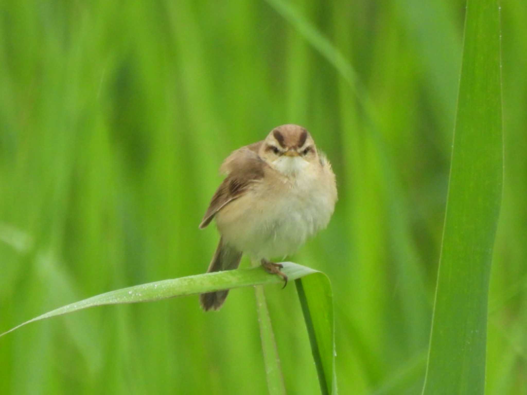 正面顔 by NM🐥📷