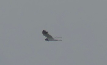 Pied Harrier Watarase Yusuichi (Wetland) Sat, 6/10/2023