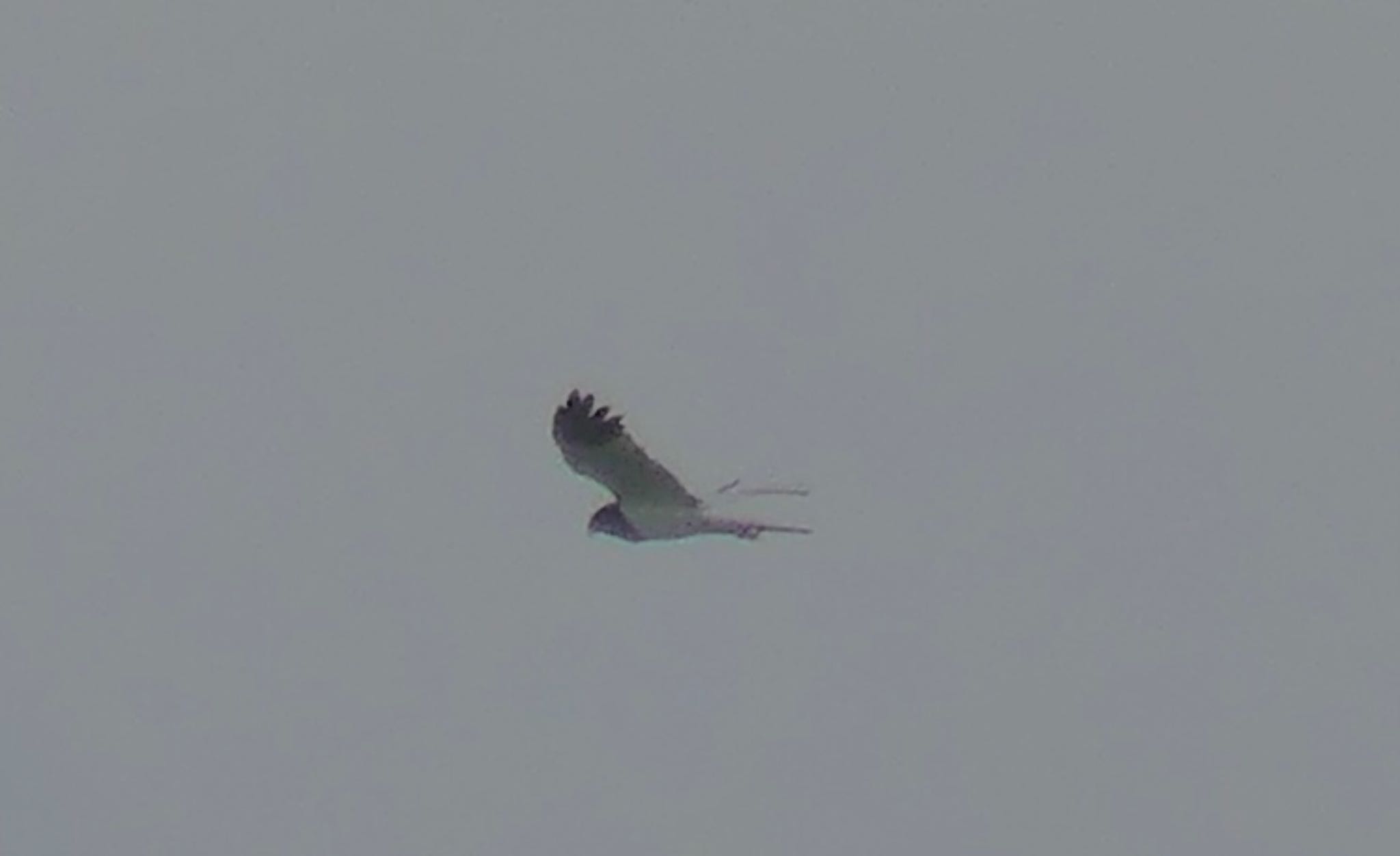 Pied Harrier