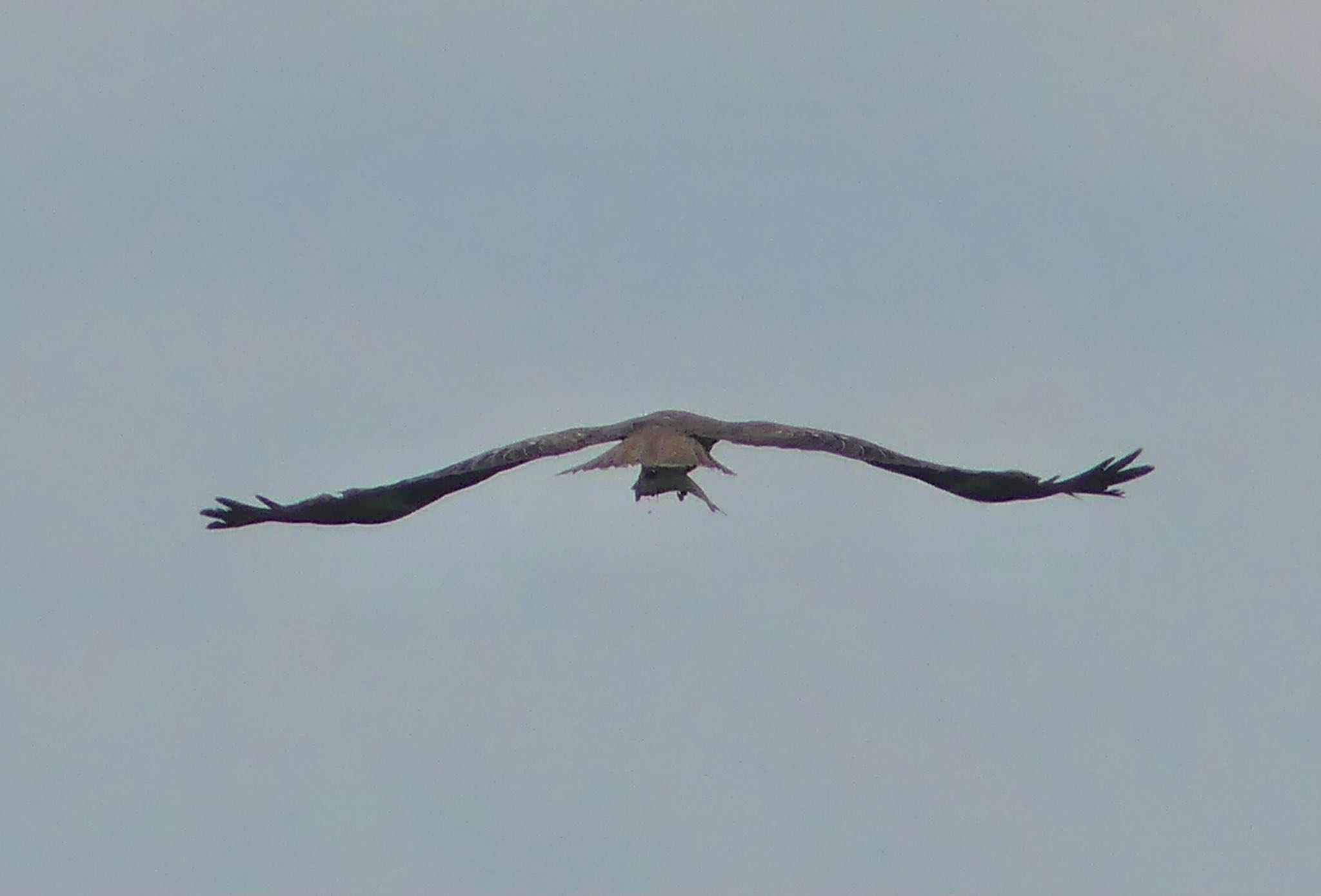 Black Kite