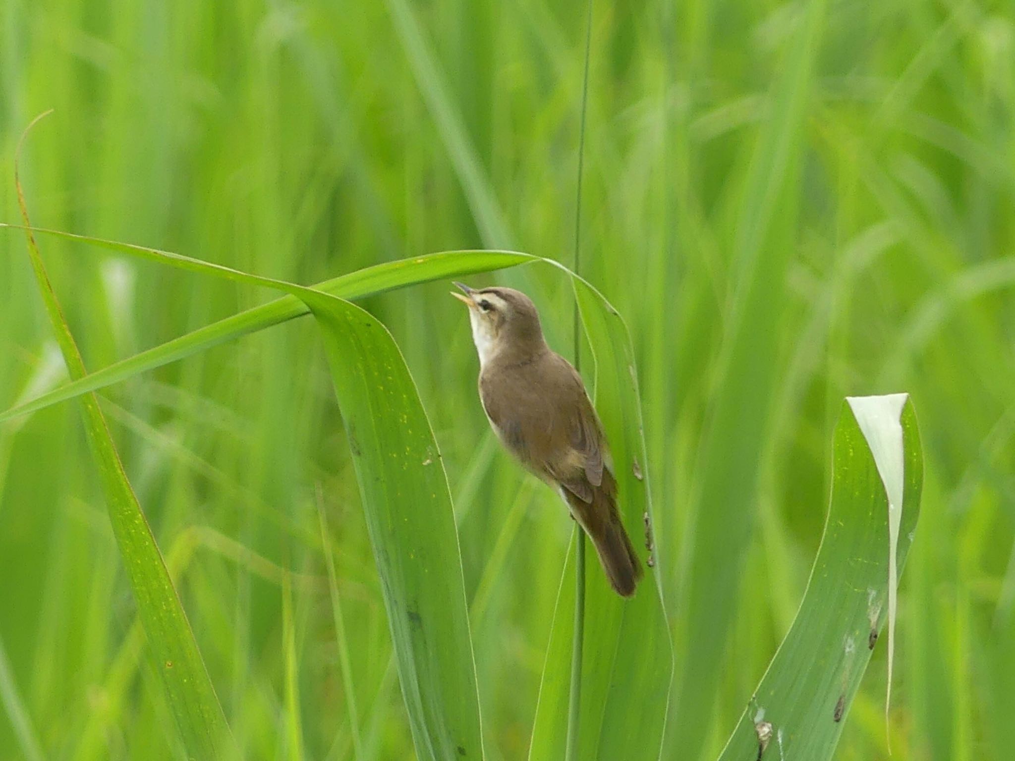 Black-browed Reed Warbler