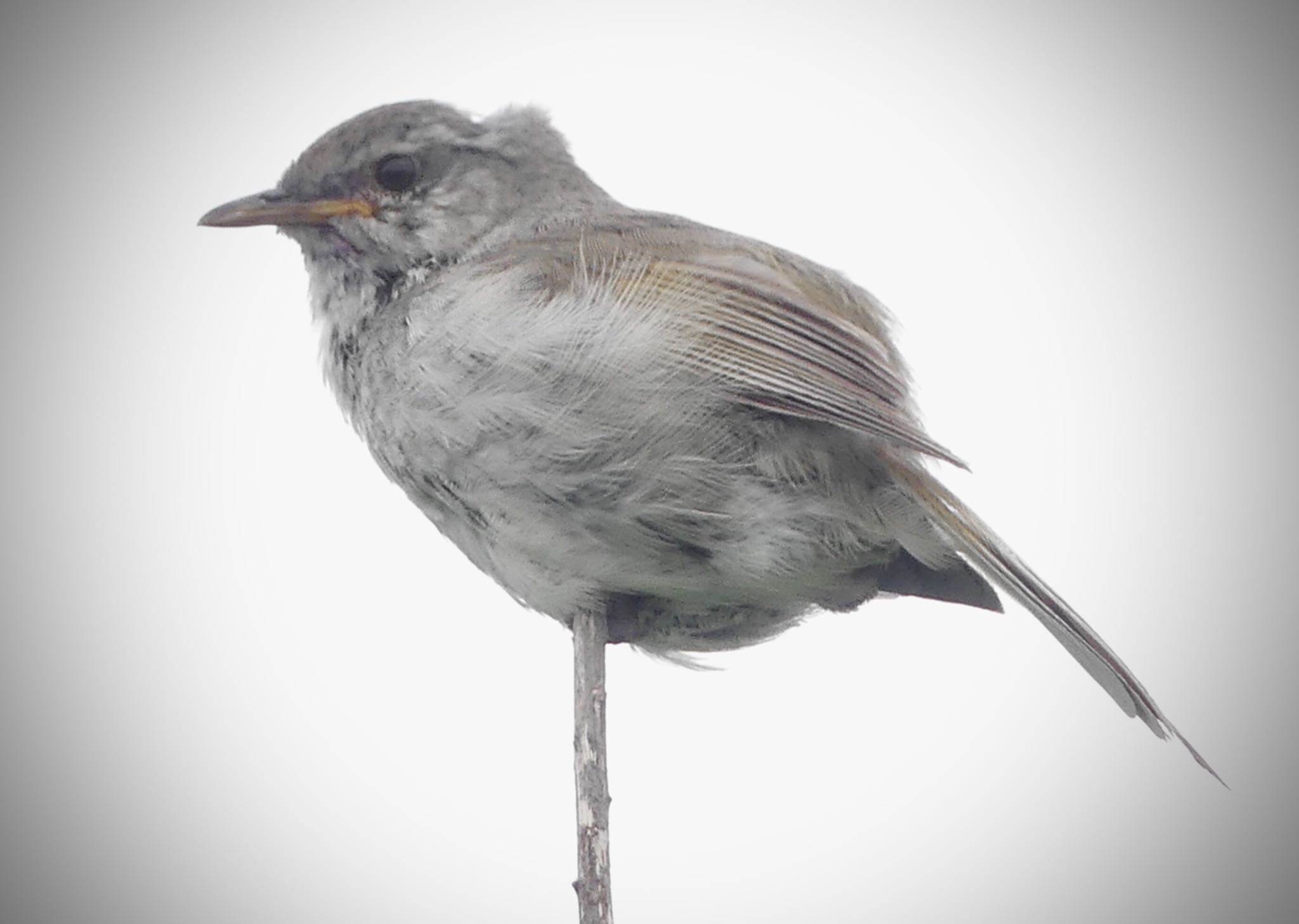 Japanese Bush Warbler