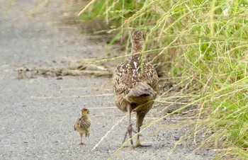 Sat, 6/10/2023 Birding report at Watarase Yusuichi (Wetland)