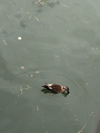 Eastern Spot-billed Duck 堂島川 Mon, 6/12/2023