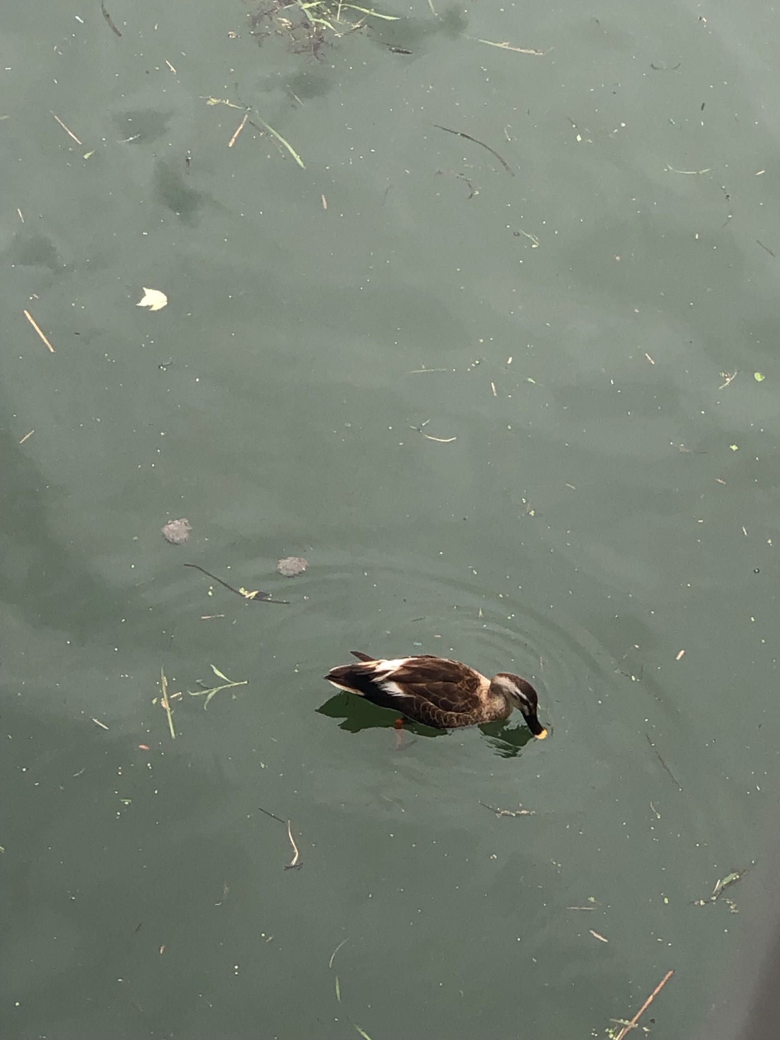 Photo of Eastern Spot-billed Duck at 堂島川 by アカウント6207