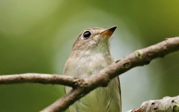 Asian Brown Flycatcher 裏磐梯 Sat, 6/10/2023