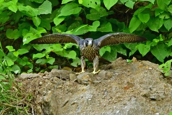 ハヤブサ 青葉山公園 2023年6月12日(月)