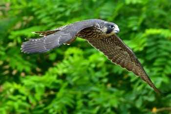 ハヤブサ 青葉山公園 2023年6月12日(月)