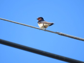 Barn Swallow 東京都 Sat, 6/3/2023