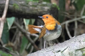 2023年6月10日(土) 北八ヶ岳の野鳥観察記録