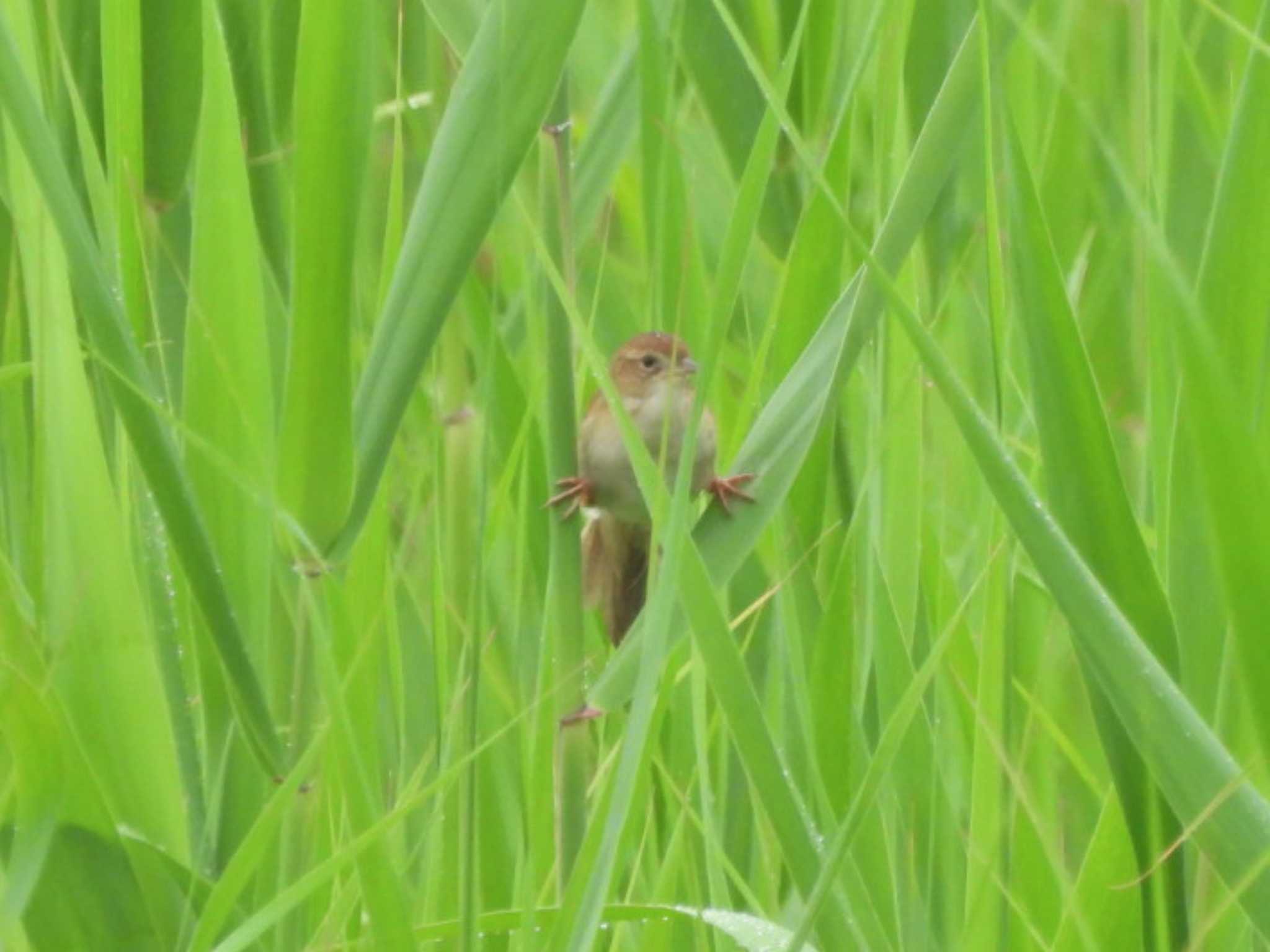 セッカ止まりのオオセッカ by NM🐥📷