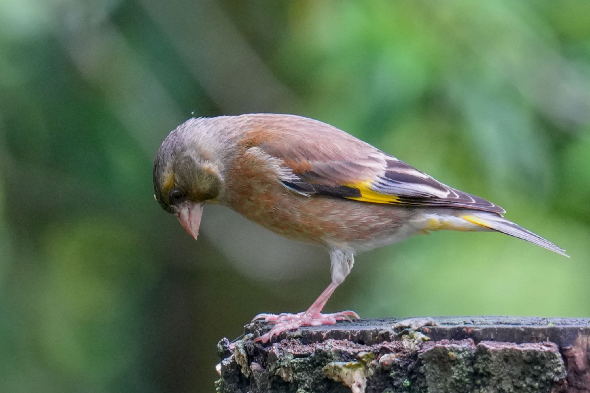 Grey-capped Greenfinch