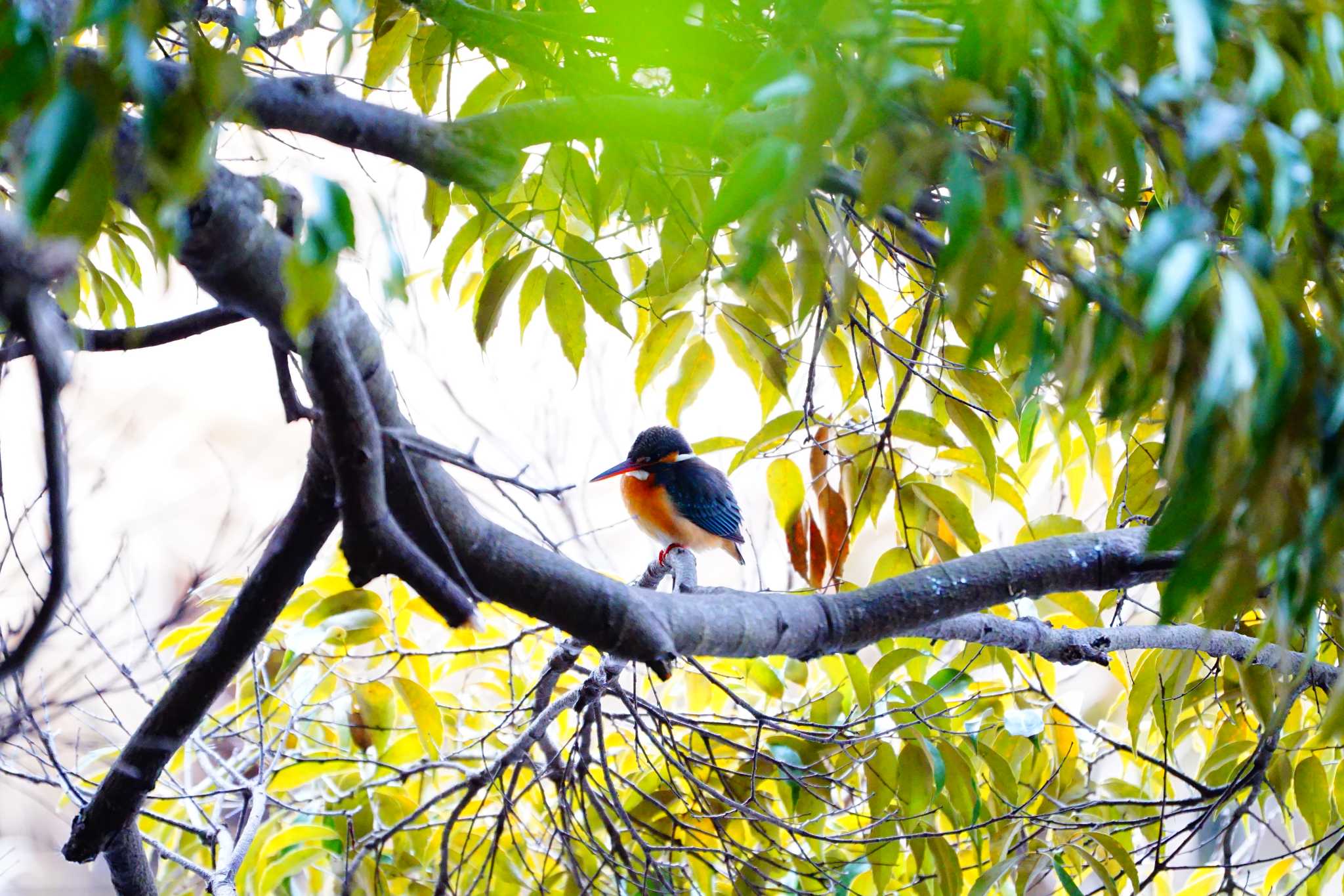 Photo of Common Kingfisher at 桶ヶ谷沼 / 磐田市 by onochan8